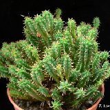 Euphorbia submammillaris P1250947.jpg